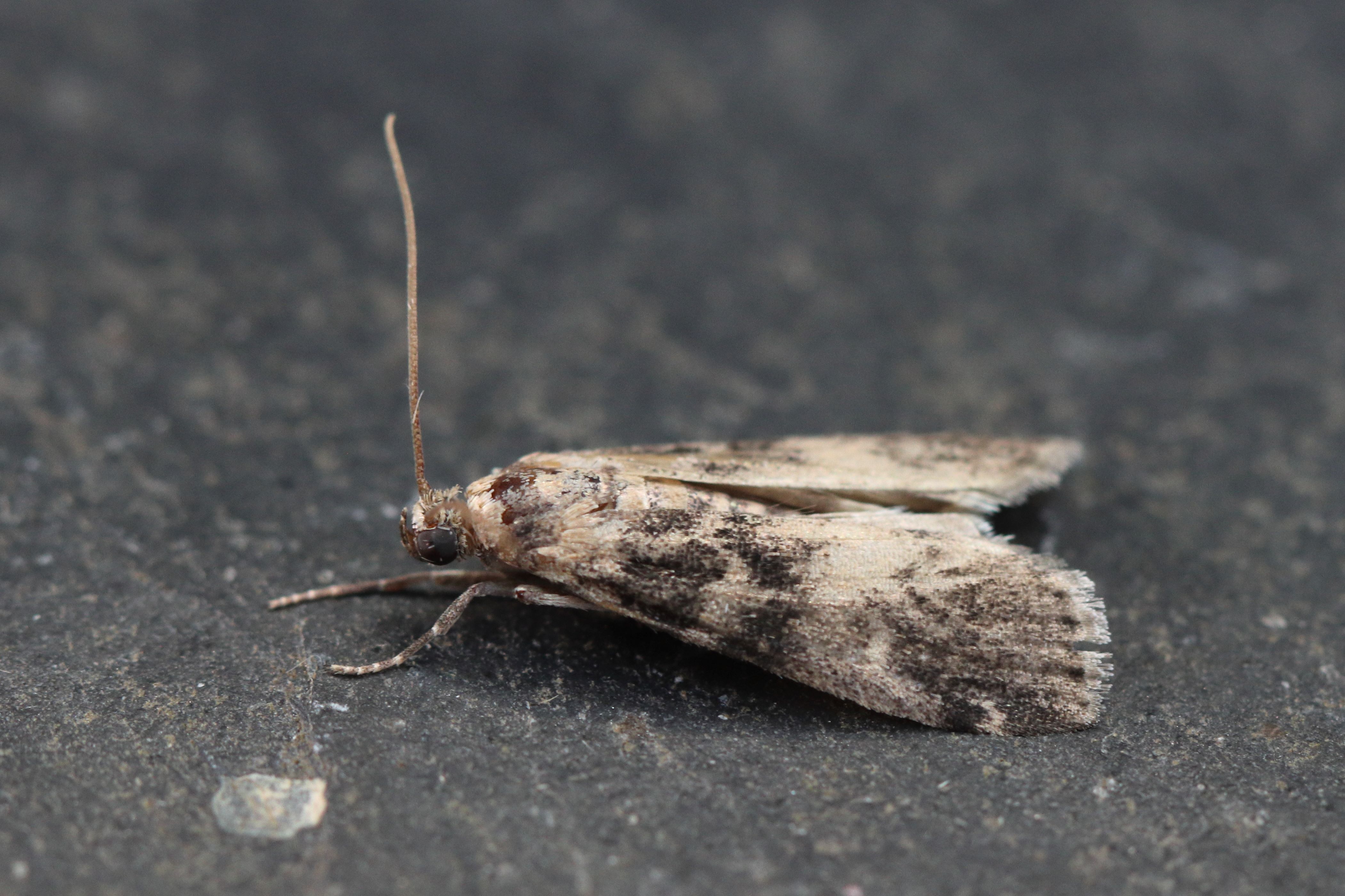 Photo of Ash-bark Knot-horn (Euzophera pinguis)